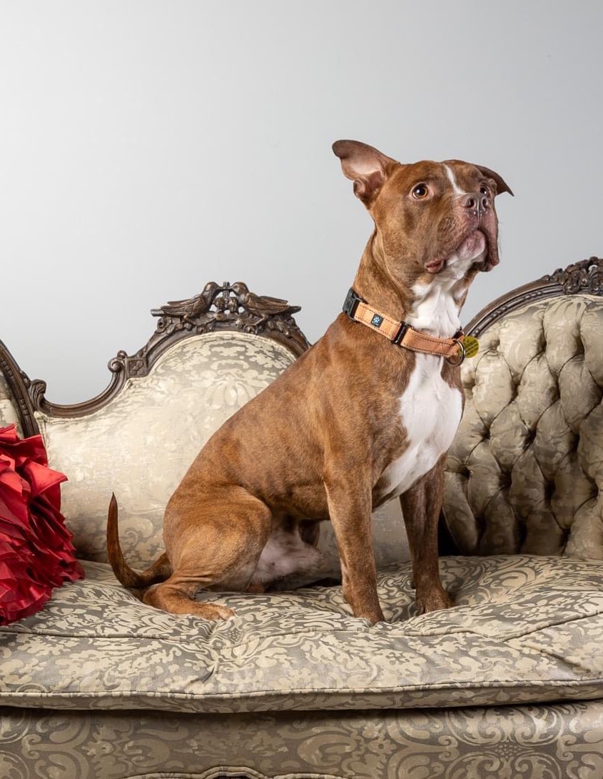 City Dogs Cleveland tweet media