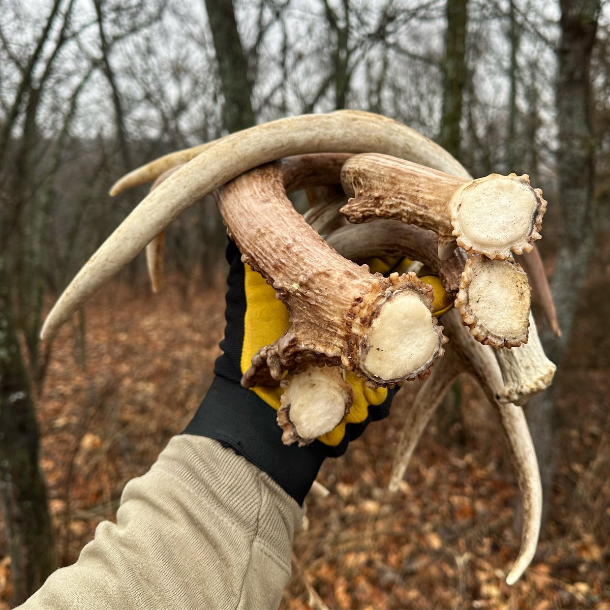 Get them before the Squirrels 🐿️ do! #shedseason #antlers #shedhunter #shedhunt #shedhunting #antlerhunting #antlerobsessed #shedantlers