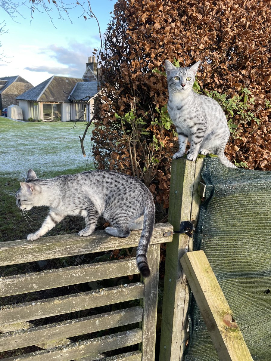 Happy 2nd birthday Juno &amp; Lily! #egyptianmaus #nutters