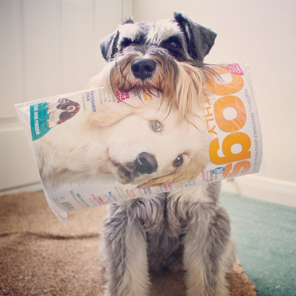 SamSuperStarDog's tweet photo. @Crufts @Channel4 @clarebalding I love picking things up for my human
especially socks out of the washing machine,
always have to get post,
get my lead and pick it up when dropped,
cat treats out of a lower larder cupboard...
Trained as an assistance dog with the help of a local professional dog trainer @dogaid https://t.co/oXHQkOgdD5