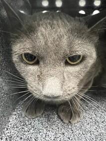 NYCDEATHROWCATS's tweet photo. ***RETURN*** Cashmere was adopted in December of 2017 as a kitten. She is 5 years old and has now been returned by her owner. Cashmere is nervous but allows handling. She needs some follow up dental. Come meet this pretty girl today at BACC. https://t.co/tisVDb93s2 https://t.co/eiL0I47wVF