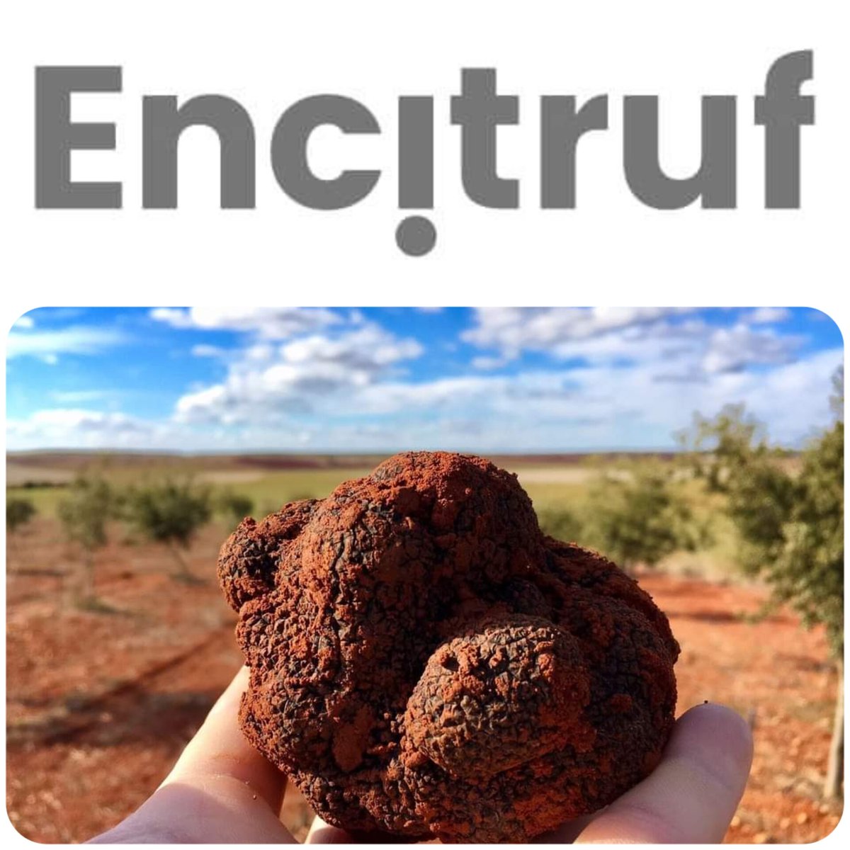 👉COLABORADORES
.
Os vamos presentando a las empresas sorianas que colaborarán en el sorteo de regalos tras la BTTrufa. No perdáis el dorsal!
.
Gracias a Encitruf sorteamos una TRUFA NEGRA DE SORIA entre los participantes.
.
<a href="/encitruf/">Pura Trufa de Soria</a>