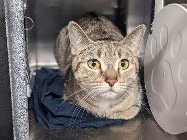 NYCDEATHROWCATS's tweet photo. Big Birthday Cat wants to party with you at your house! She was brought in as a stray and needs a furever home. Come meet this beautiful cat at MACC. https://t.co/N4JH6OkS04 https://t.co/Z9UbFFrh0k