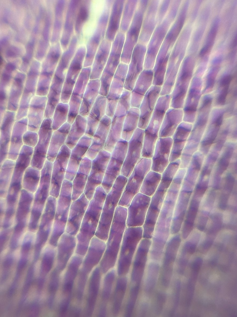 Red onion cells under my homemade microscope!! @ncties #NCTIES23 #STEM #whenteacherslearn