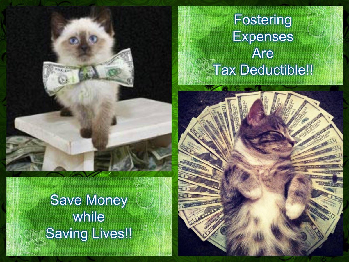 tartan-dragon-on-twitter-rt-nycdeathrowcats-did-you-know