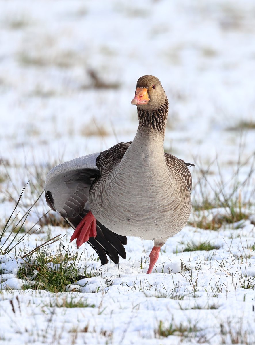 Goose in the snow #canonphotography #wildlifephotography #wildlife #WinterFeelings #NaturePhotography #birdphotography #BirdsOfTwitter #BirdsSeenIn2023 @CanonUSAimaging @CanonUKandIE @BBCWinterwatch #nature