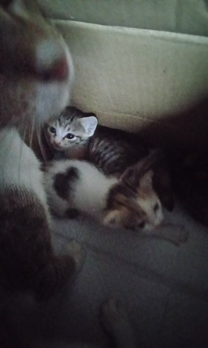 speedballpj's tweet photo. HALP! https://t.co/EUyRoqVQUy