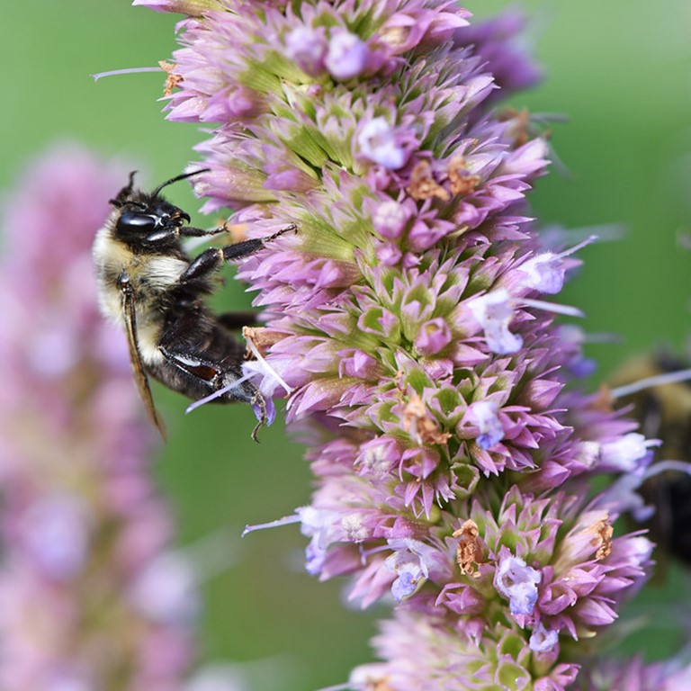 GreatSwampNJ's tweet photo. Happy #NationalPlantaFlowerDay! 

Don’t have flowers to plant? We've got ya! The #GSWAPlantSale, Apr 3-28, has 33 individual species &amp; 6 #NativePlant kits. Spotlight Anise Hyssop: Great add to any garden &amp; pollinator magnet! https://t.co/9klewSQcGJ

#njnativeplants #plantflowers https://t.co/MwDpS5U7kn