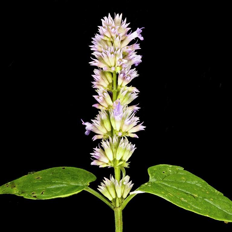 GreatSwampNJ's tweet photo. Happy #NationalPlantaFlowerDay! 

Don’t have flowers to plant? We've got ya! The #GSWAPlantSale, Apr 3-28, has 33 individual species &amp; 6 #NativePlant kits. Spotlight Anise Hyssop: Great add to any garden &amp; pollinator magnet! https://t.co/9klewSQcGJ

#njnativeplants #plantflowers https://t.co/MwDpS5U7kn