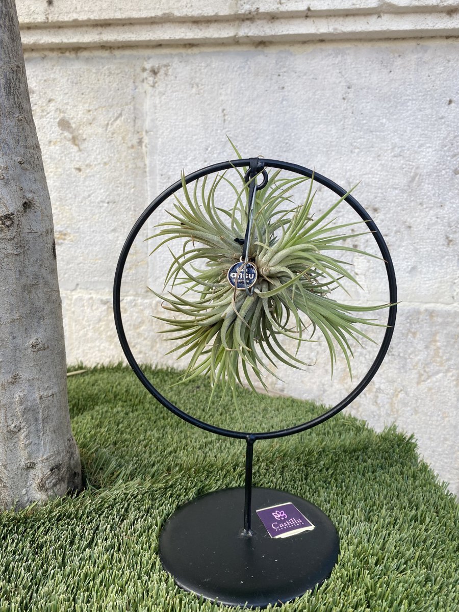 FloresCastilla's tweet photo. 🌱 ¡Os presentamos las Tillandsias o Claveles del Aire! 🌱

Si te encantan las plantas y, además, quieres darle un toque decorativo a tu hogar ¡esta es una buena opción! 🏡

#plantas #claveldelaire #decoración #cuidados #burgos #florescastilla https://t.co/kRY8pxC86V