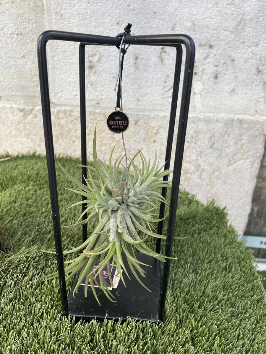 🌱 ¡Os presentamos las Tillandsias o Claveles del Aire! 🌱

Si te encantan las plantas y, además, quieres darle un toque decorativo a tu hogar ¡esta es una buena opción! 🏡

#plantas #claveldelaire #decoración #cuidados #burgos #florescastilla
