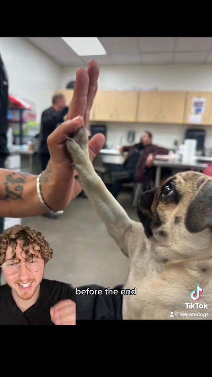 ᵇᵘⁿⁿʸᵇᵘⁿˢ 🐰 on Twitter "RT dog_rates Here are the Top 5 Dogs of the