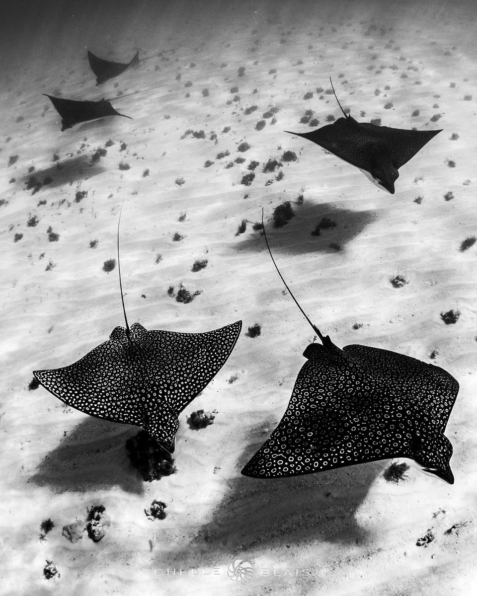 soft and still

There’s something very special about capturing movement and shadows and preserving it in a way that looks and feels timeless. 

📷 : chelleblaisphoto

#eagleray #photography #photographer #artist #underwaterphotography #underwaterphoto #uwphotography #bimini