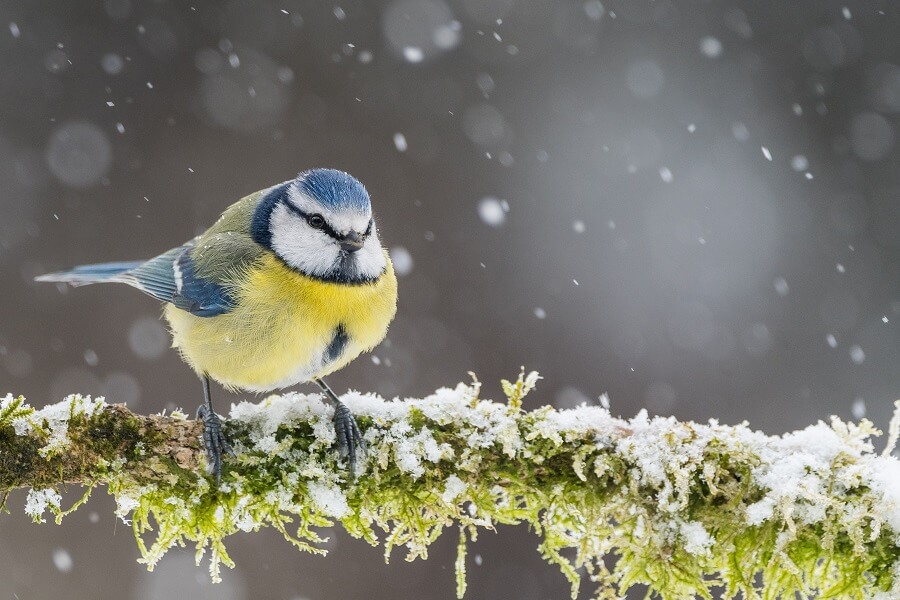 Minimuisje67's tweet image. Dit weekend, de "nationale pimpelmees met pootjes in gips" telling. #goedweekend  allemaal.