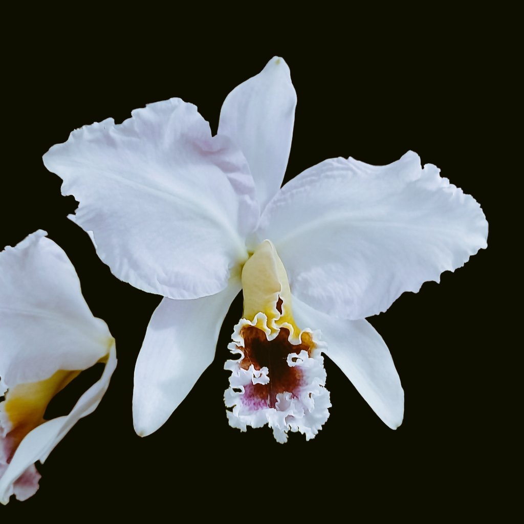 orquibor's tweet photo. C. Percivaliana #orchid #flowers.
زَهْرَةُ الْأَوَرْكِيد#
#兰花 #orhideja #orchidej #orkidé #orchidee #orkidea #orchidée #Orchidee #ορχι��έα
#orchidea #ラン #난초 #orkidé
#orhidee #орхидея #orkidé
#กล้วยไม้ #orkide #орхідея #câyphonglan #orhidee
#Orchid #orkideon #orquibor https://t.co/NrxSiFXRoP