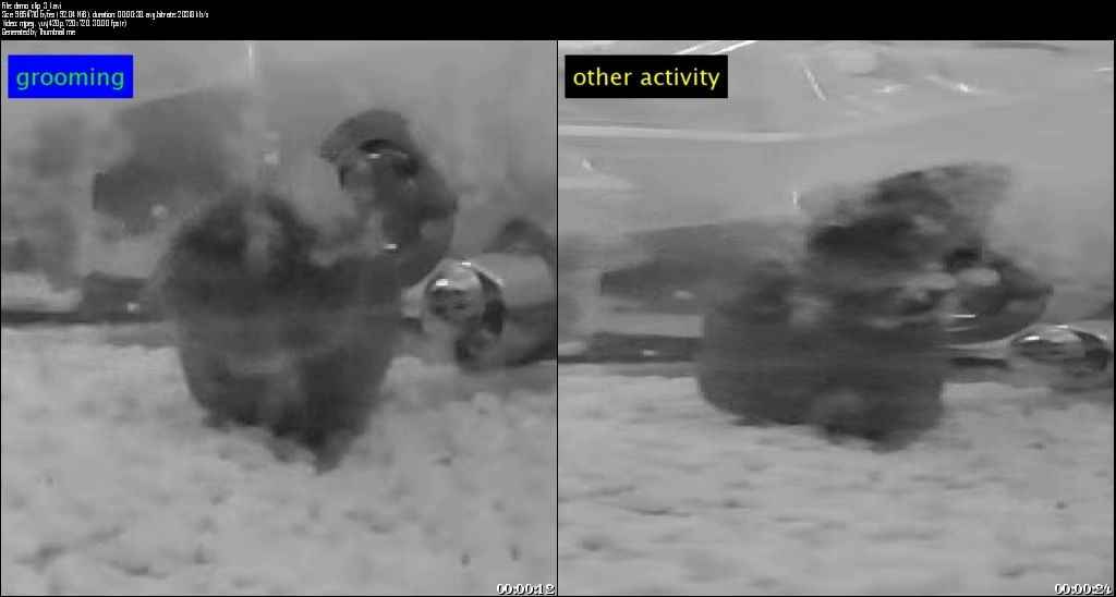 SwiftSCIENCE's tweet photo. SwiftSENSE video monitoring autodetects &amp; labels animal behaviors, such as grooming. It even works with a cloudy cage and low resolution!🐁📹https://t.co/l3fDtkrlRI #video #ArtificialIntelligence #MachineLearning #AnimalResearch #remotemonitoring #software #labanimal #preclinical https://t.co/Ba1FdKzI3b