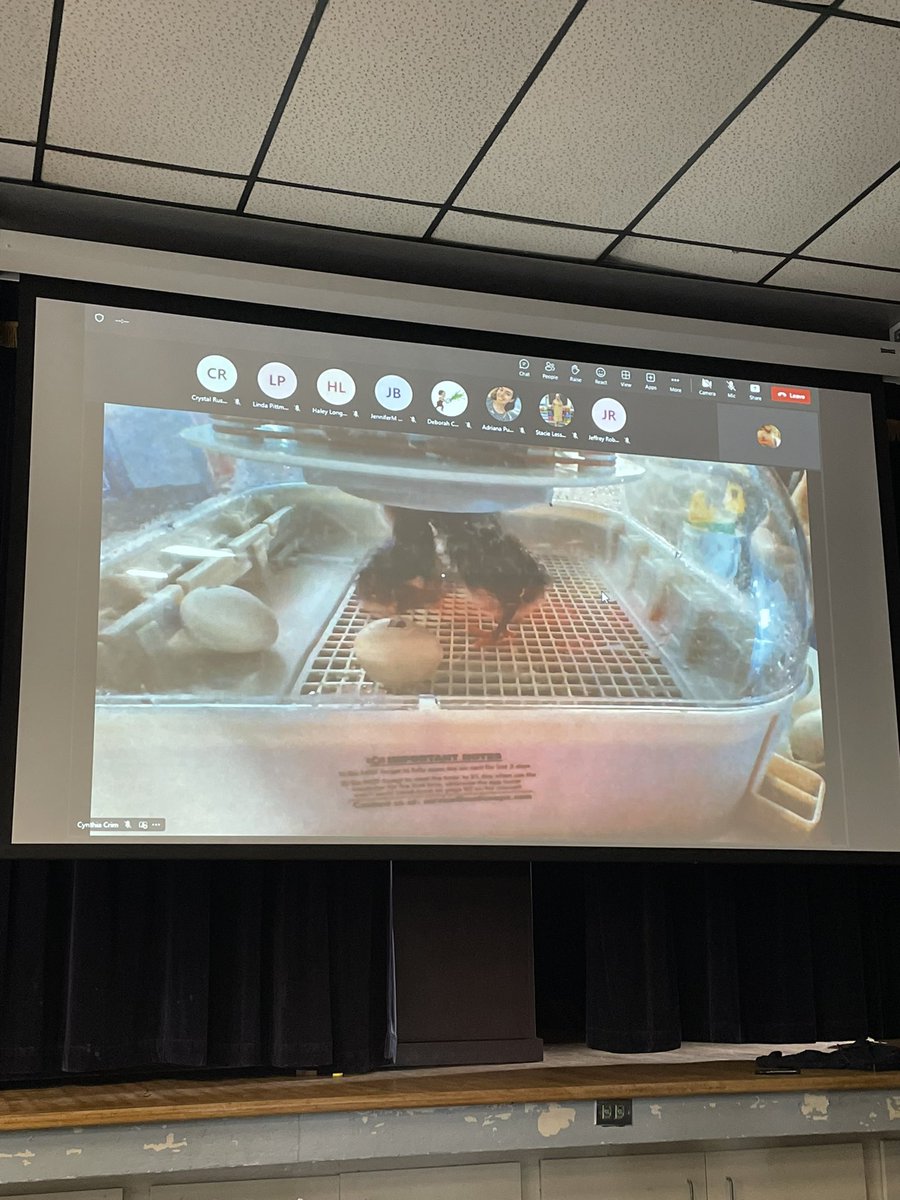 Dunbar_Magnet's tweet photo. Watching our new baby chickens hatch on a live cam! What a treat on the last day before spring break! #ONLYatDunbar #WelcomeToTheFamily 🐣 https://t.co/9PpSbk7uB5