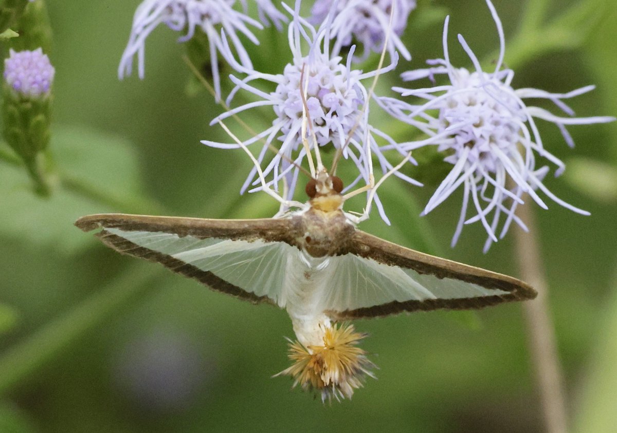 NatButterflies's tweet photo. ANNOUNCING Mega Moth!  This Labor Day weekend, Sept 1 - 4, the National Butterfly Center will turn to the "dark side," and host it's inaugural 4-day, 3-night festival of moths!  Check it out &amp; consider joining us for this family-friendly event filled w/day &amp; nighttime activities! https://t.co/amroKS0uch