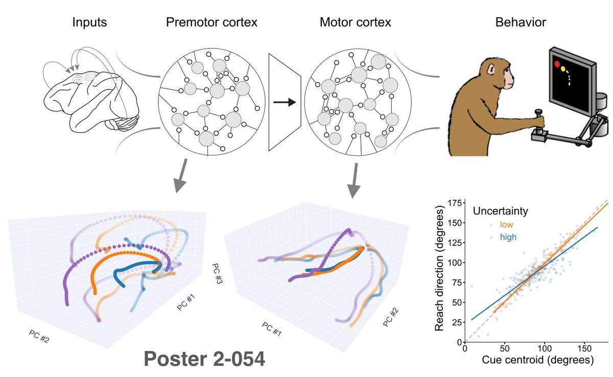 #cosyne2023
In today’s poster session I’m presenting my work on how visual uncertainty differentially shapes preparatory neural dynamics in motor cortices. Would love to hear your thoughts and feedback! (poster 2-054)