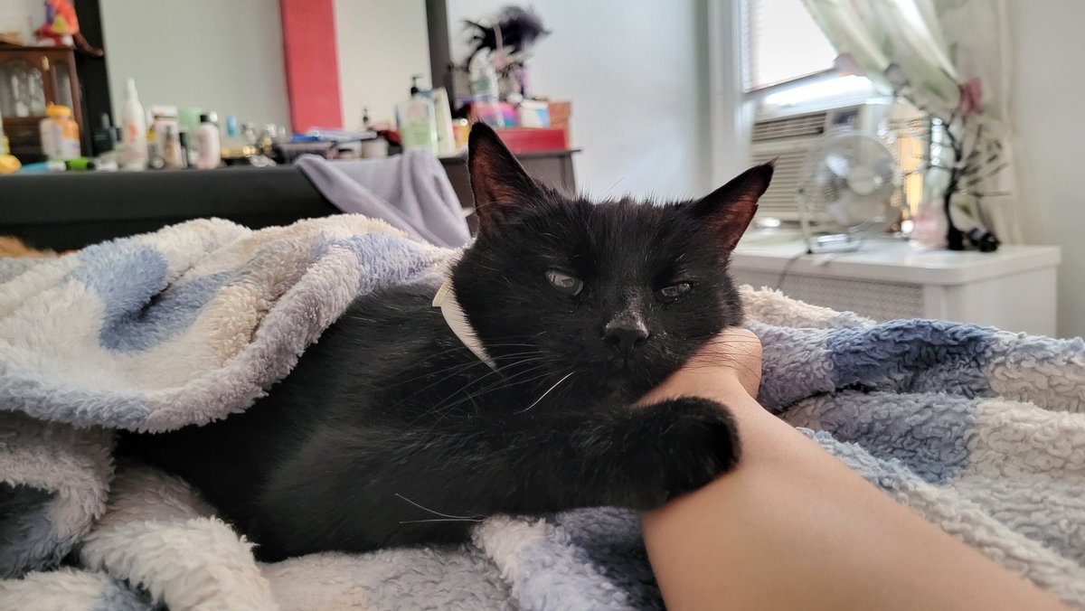 Katzen_Angelina's tweet photo. I'm hold.... mommy hand....
Feeling
       V ,,,,  eepy 😴 

I'm lov,, mombee https://t.co/TbbZvEuIzm