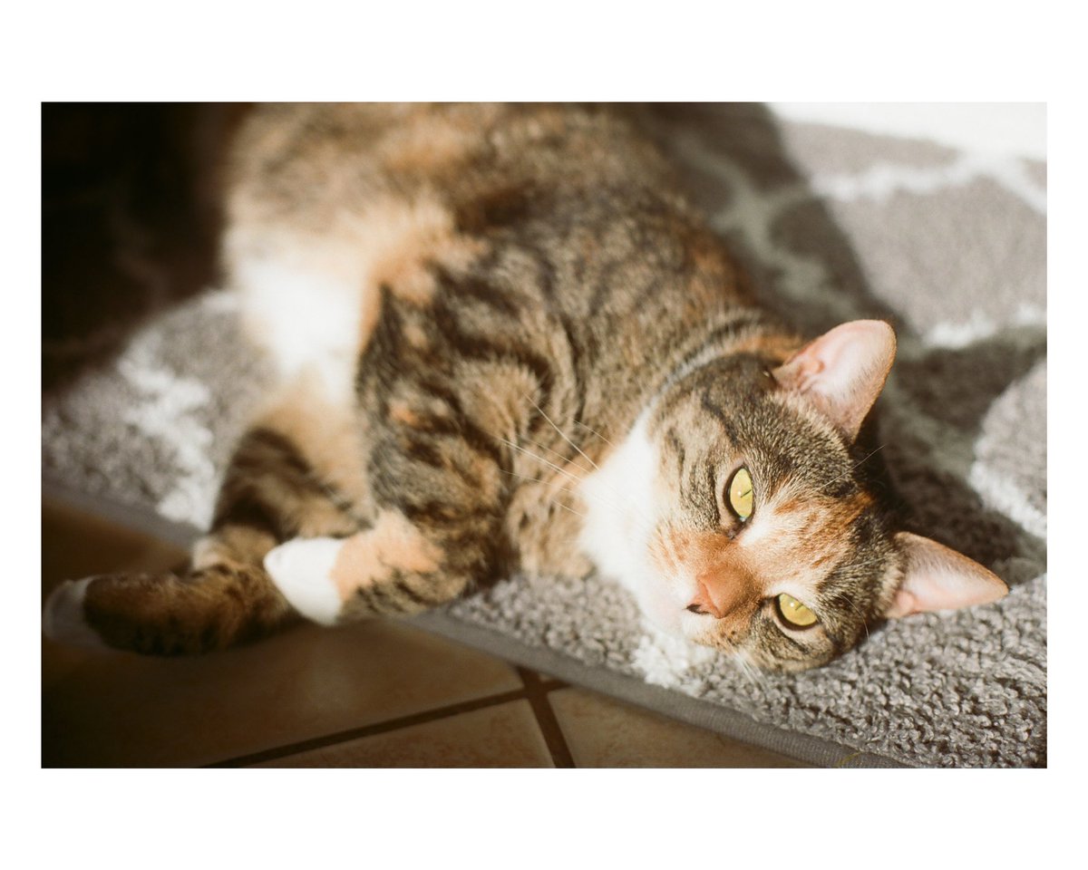 titaniumvisuals's tweet image. misc. portra 400 shots