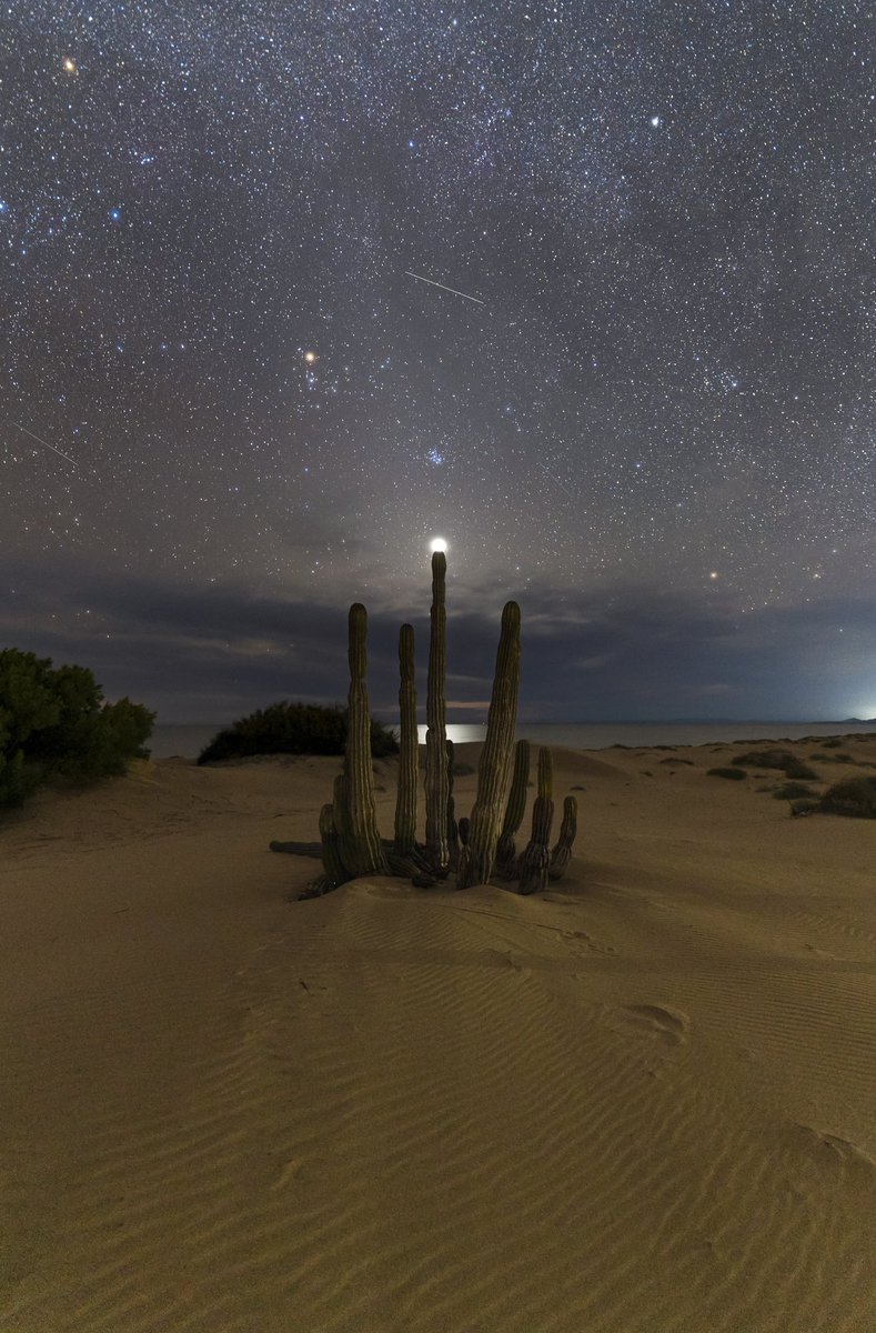 GGerardox2's tweet photo. Venus sobre el cardón enterrado. Sahuimaro, Sonora❤️ https://t.co/byuch3PcuG