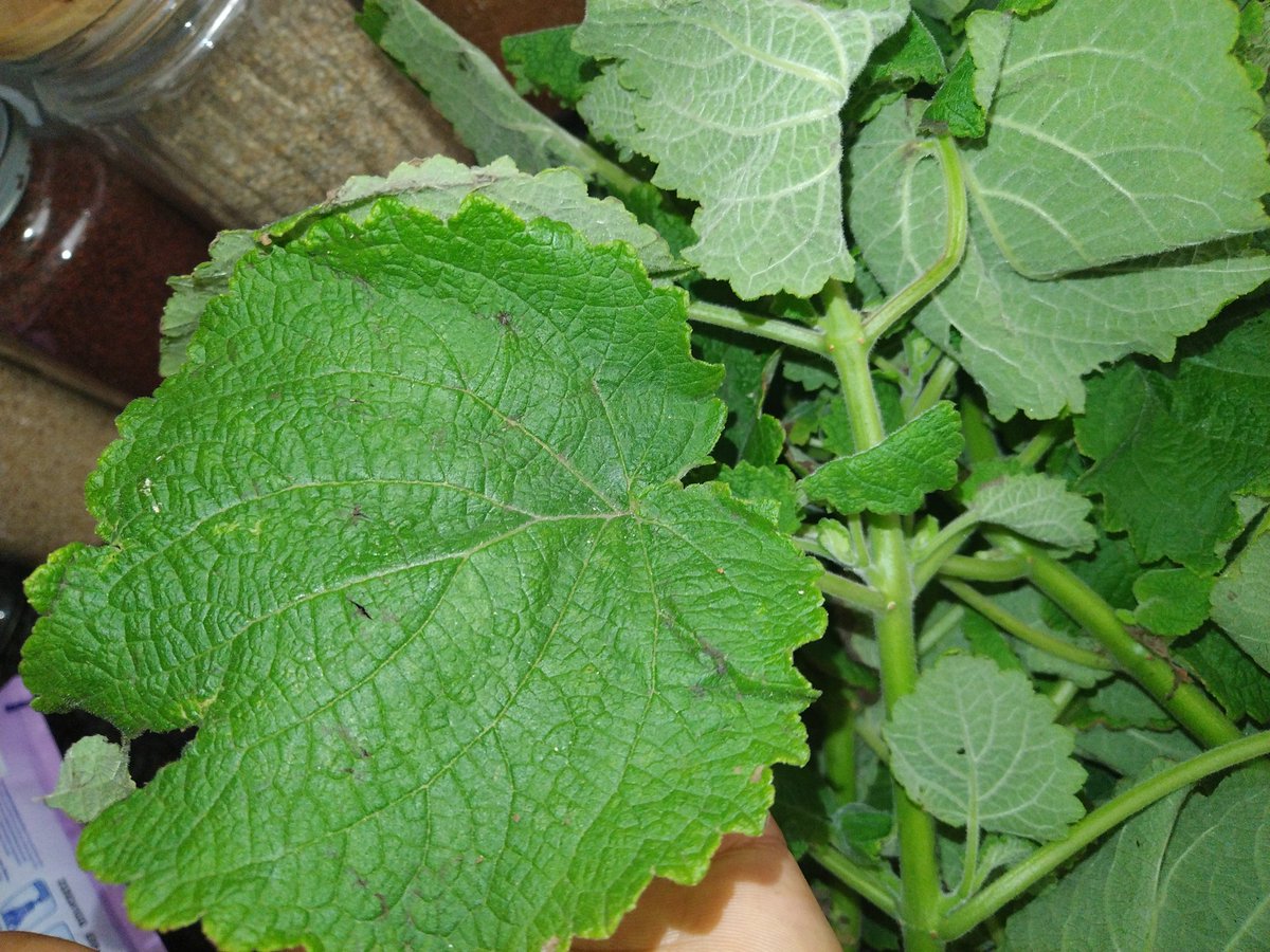 SabzerAzoh's tweet photo. IBOZA🌿
The leaves of iBoza can be used to stop chest pains, and constipation. Inhaling the scent of the crushed fresh leaves of iBoza can stop headache. Chewing fresh leaves of iBoza can also relieve toothache, flu, asthma, and sinusitis... https://t.co/fNNNDHd7g9