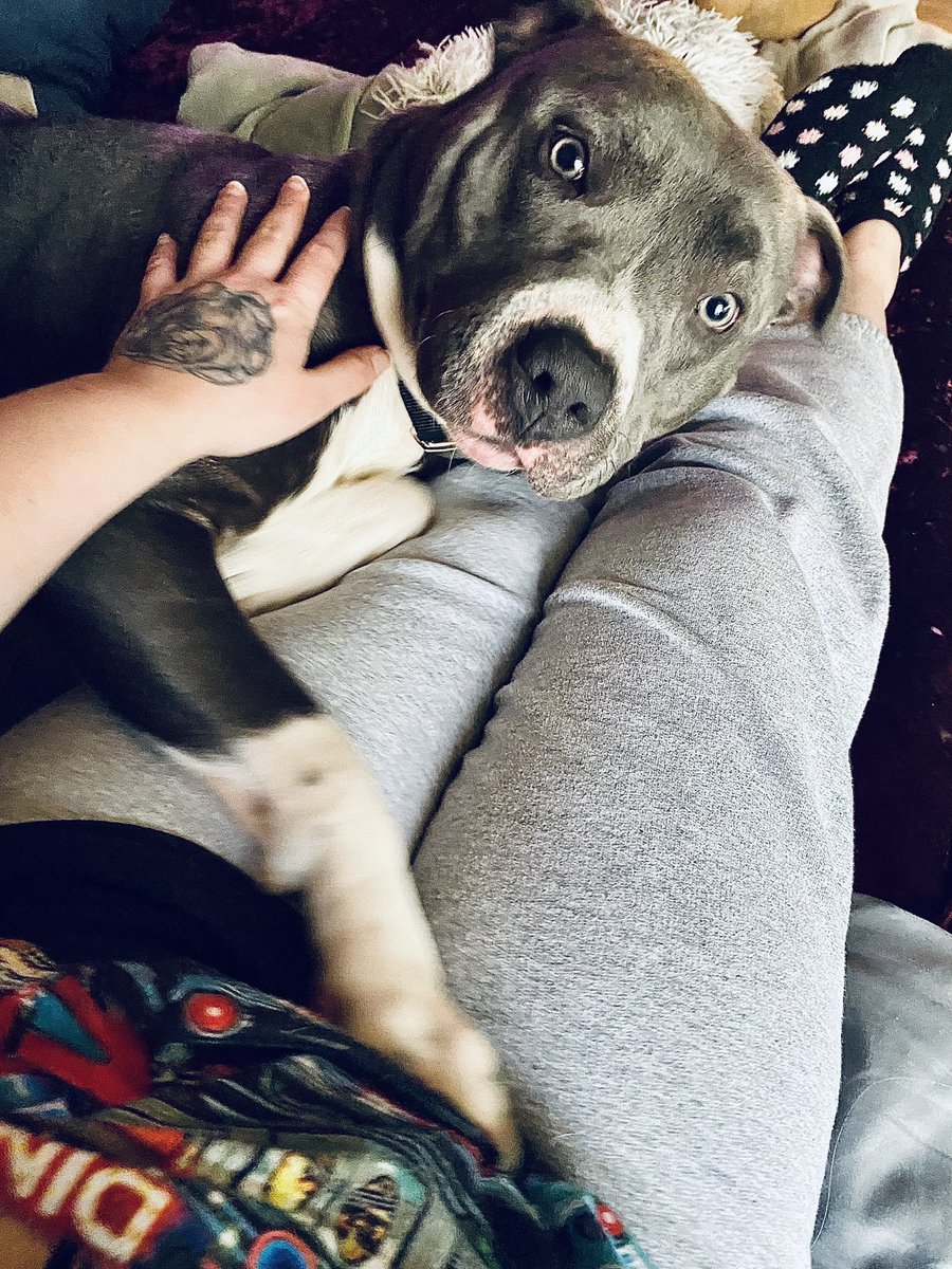 lunapatreonxo's tweet photo. Das my pretty boy Zane! #Prettyboy #pitpup #myboy https://t.co/W19zdpKMvu
