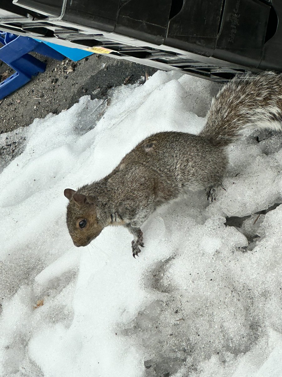 Biggiephil2's tweet image. Squirrel! 🐿️ #shotoniphone #14pro #iPhone #apple using 3x zoom as well. #clarity #quality