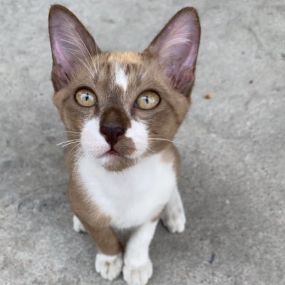 GAVIN×DP tweet media