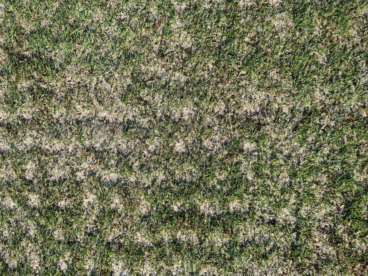 LoganTurf's tweet image. Well after another frost delayed start we managed to crack on in what turned out to be a beautiful day at Eskmills BC, 4 bags of R9 potted in, 3T of PG20 sand dressed and dragged and 3 bags of @terralift TX-10 to finish, mammoth effort, great day to be a greenkeeper 😎