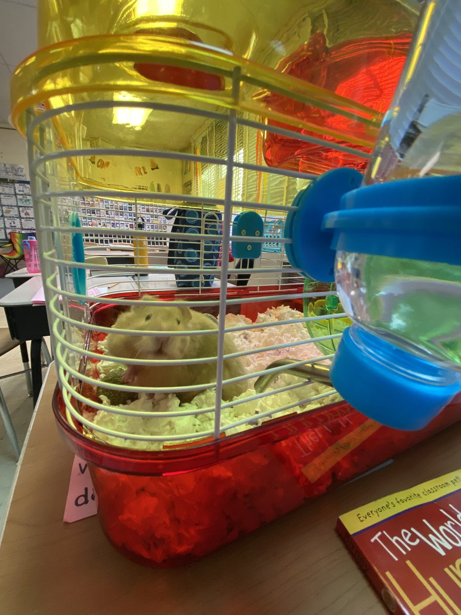 Carey Domena tweet media