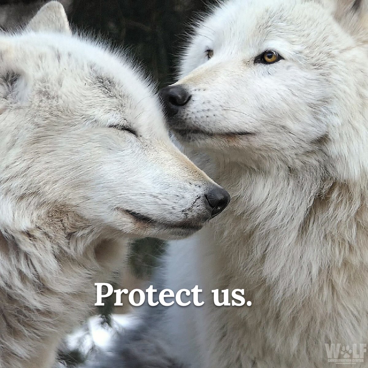 The death toll in Montana is now 252.
It's a sad reality that wolves there are facing traps + snares when they should be focused on the arrival of their pups.  

Retweet to call on the @interior to prioritize conservation over bloodsport. #RelistWolves → bit.ly/3XmkAwz