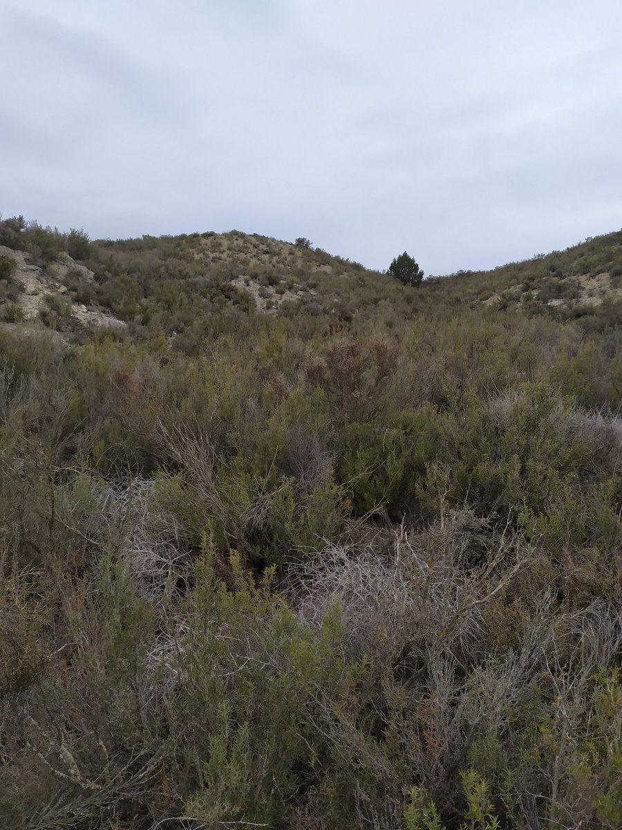 Hugo Saiz tweet media