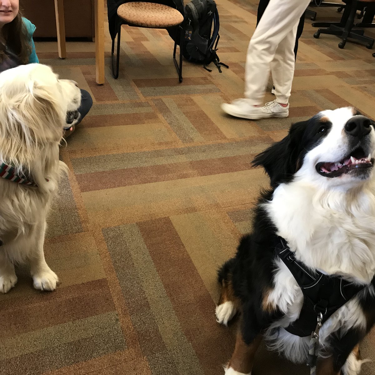 Therapy Dogs in the Library!  
Visit the library Weds., March 22, 11:30 AM - 12:30 PM and meet therapy dogs from College Dogs!  
March 22 - 24, use the LMC to study and finish final projects fueled by free snacks and hot drinks. Located in D126 &amp; open Mon.-Fri, 8 AM - 5 PM.