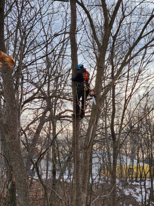 a day in the life of an arborist