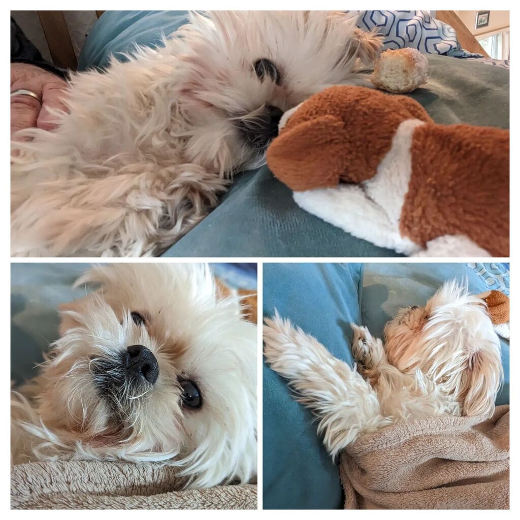 paulsimonwest's tweet photo. 12 hours in the life of Riley. https://t.co/v8cmhZcF6A https://t.co/lwthoeDNsD