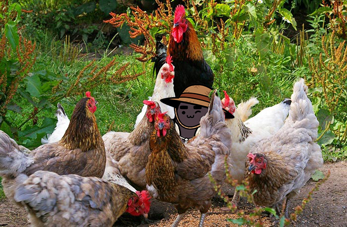 I’ve been looking for him for the farm all morning, look where he hid  🌾⛩️ 🐔

<a href="/Azuki/">Azuki</a> 
<a href="/BEANZOfficial/">BEANZ</a>