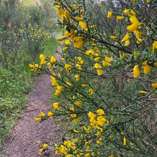 ISCBC's tweet photo. Climate change is expected to increase the rates of introduction and spread of invasive species. Some of BC’s most common invasive plants may worsen the effects of climate change. To learn more, visit https://t.co/3Fh49gVoc9 #bcinvasives https://t.co/16Sl1TwRzU