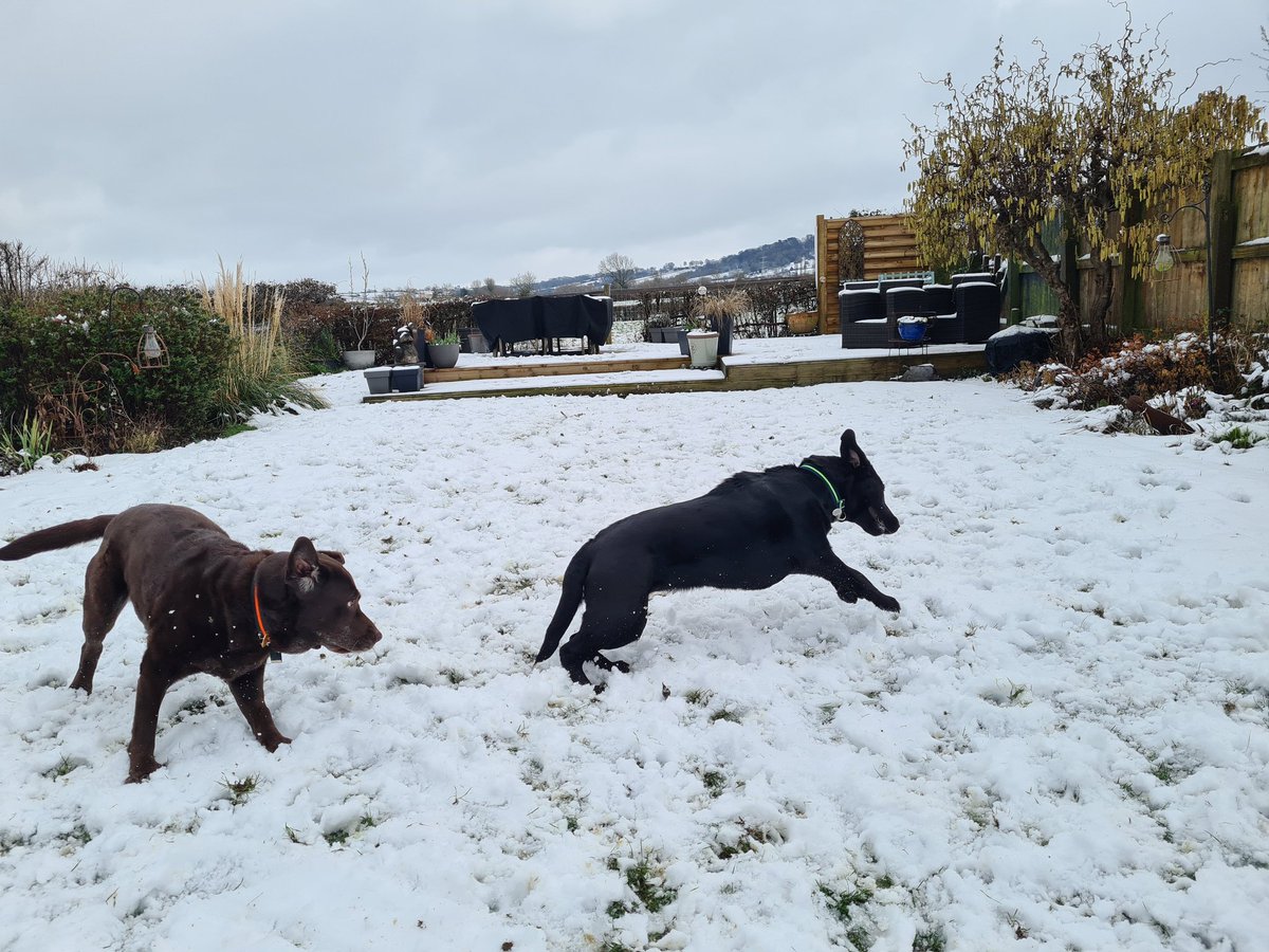 Hi twitfur pal, Merryn here. I had to put the young upstart Piran in her place today in da snow.
Tsk-tsk the youth of today