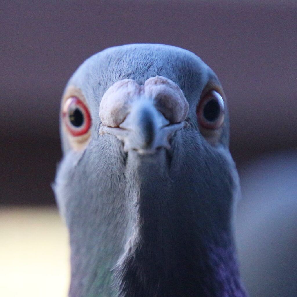 RacingpigeonsC's tweet photo. Looks like a curious pigeon or what do you think? ๐คญ๐
#weekendiscoming #fridayvibes #birdsofinstagram #clrcamera #palomas #duiven #valoft #racingpigeons #curious #pigeon #finallyweekend https://t.co/ptgFOnFHtB https://t.co/Go0FwoowMv