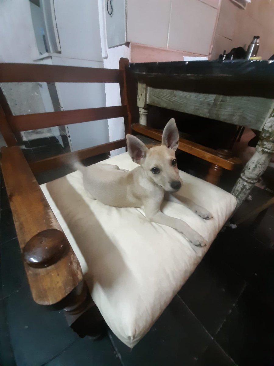 Maria Quiroga (@mariperritos2) on Twitter photo 