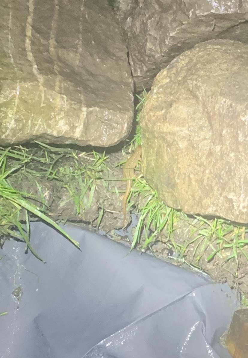 Snow-SHMOW! The pond has a NEWT! It took a whole 5 days from spade-to-newt. Job done.