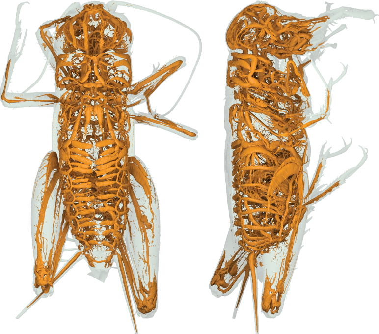 A new comparative study of insect tracheal morphology, published in the Bulletin of the American Museum of Natural History #459. Using uCT scans of 30 insects, we created an atlas of the insect respiratory system that we hope will be used in future studies on insect respiration.