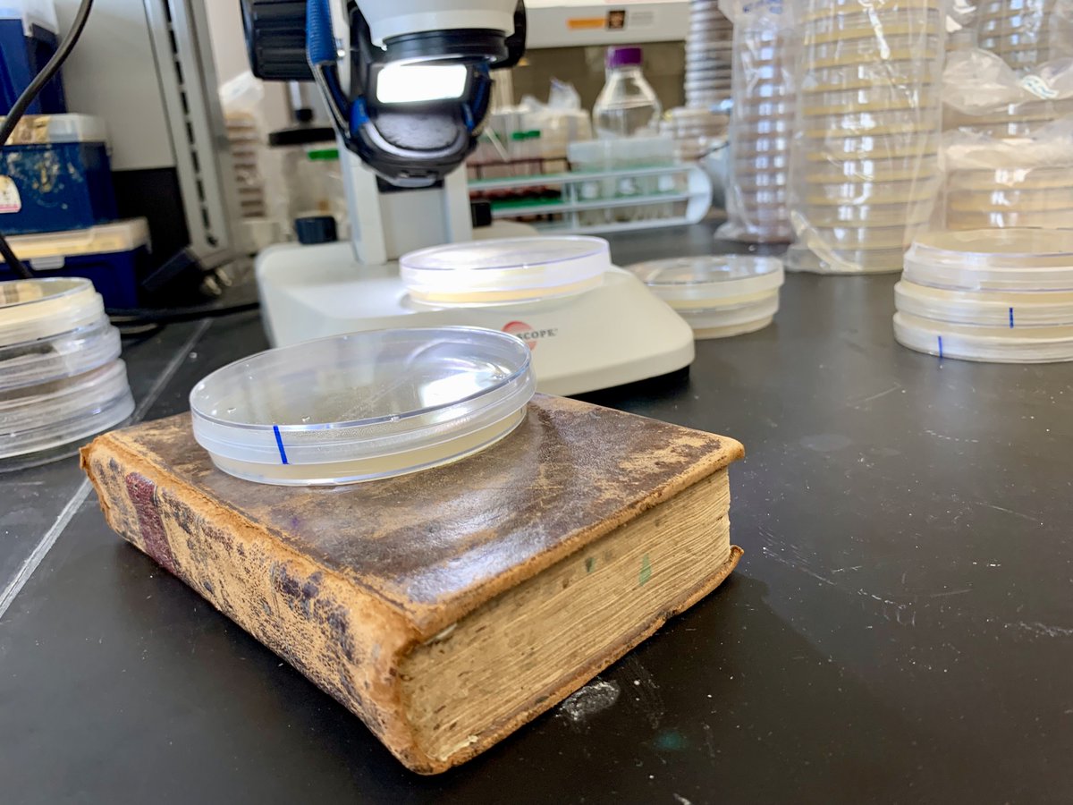 In lieu of a handout, images for my #RenSA23 roundtable talk on The Future of EM Marginalia Studies with #KathyAcheson, <a href="/WhiteMicheline/">Micheline White</a>, <a href="/heatherfro/">heather froehlich</a>, <a href="/martinevanelk/">Martine van Elk</a>, <a href="/rossmith11/">the real Ros Smith</a> Photos (and microbial expertise): <a href="/Catadaisical/">Cait Carlson 🐜🐝🍄</a>