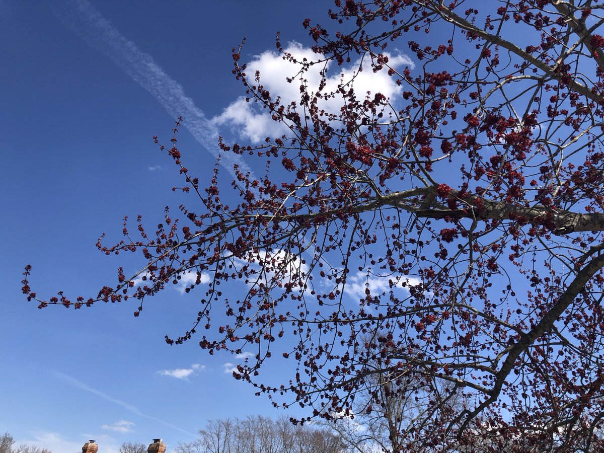 GloriousInStLou's tweet photo. Red maple (𝘈𝘤𝘦𝘳 𝘳𝘶𝘣𝘳𝘶𝘮) is an early bloomer you may have even noticed as early as January in some parts of St. Louis. These blooms are beloved by pollinators on warm late winter days 💗 🐝 https://t.co/BEtfFtCpKT