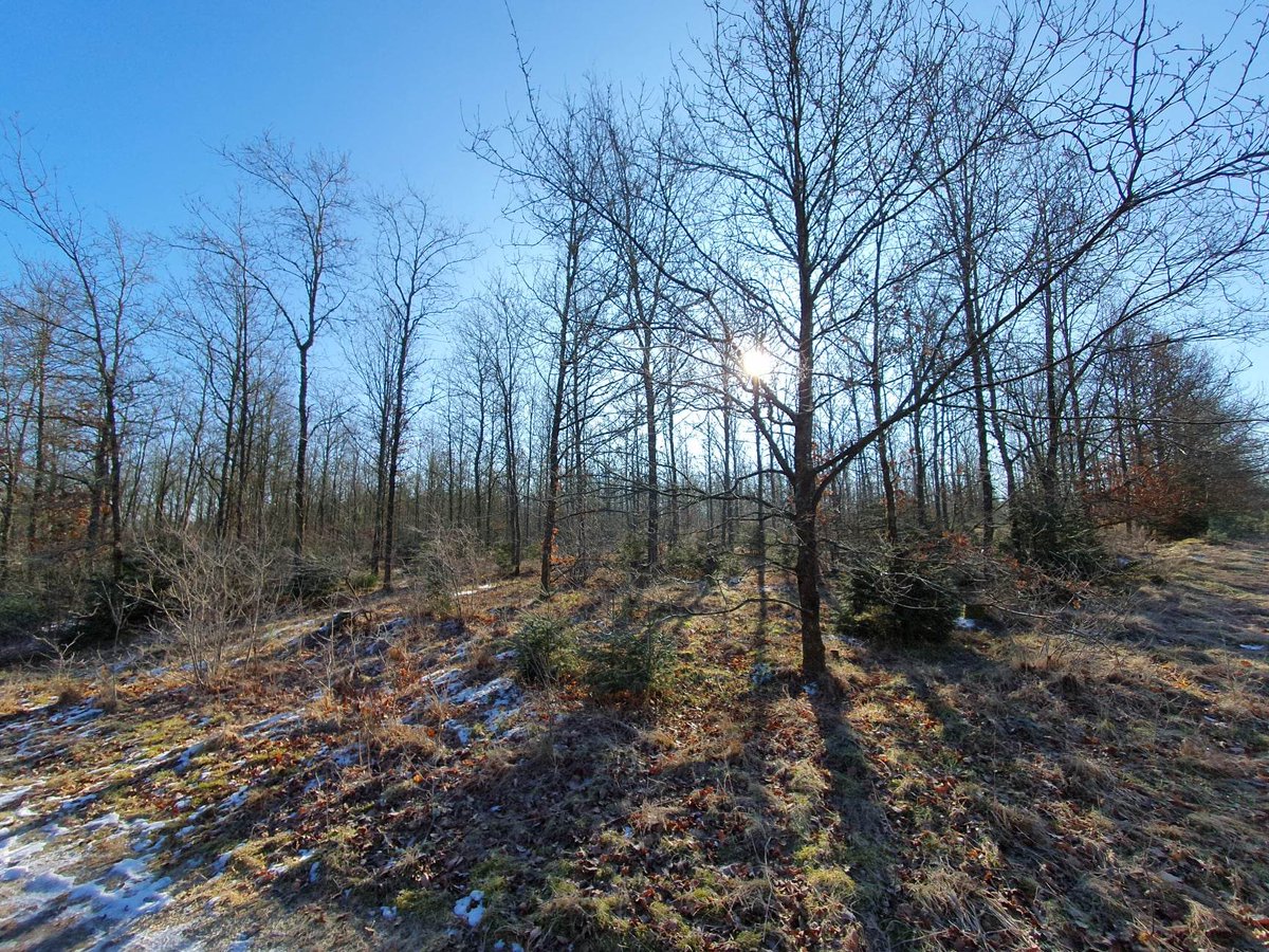 SilvaNova_NNF's tweet photo. @SaschaHansen12 @DavideBarsotti and our 2 students just wrapped up 3 days of #fieldwork measuring #carbon stocks in plantations and #oldforests. Cold &amp; sunny days outside are the best: even the students loved it! ☀️
#afforestation #research @novonordiskfond https://t.co/YkVQRspr7N
