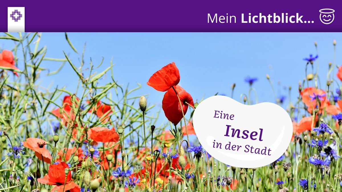 kirchehannovers's tweet photo. Mein #Lichtblick: eine Insel vor unserer Wohnung in #Hannover's Altstadt- im Sommer voller Blumen, #Bienen und Schmetterlingen. Gerade startet sie wieder durch. Früher stand da mal ein #Baum. Bis er gefällt wurde. Dann kam der Müll der Städter. Unser Protest: #Beebombs. Wirkt! 😊 https://t.co/KZjj4Rl4eU