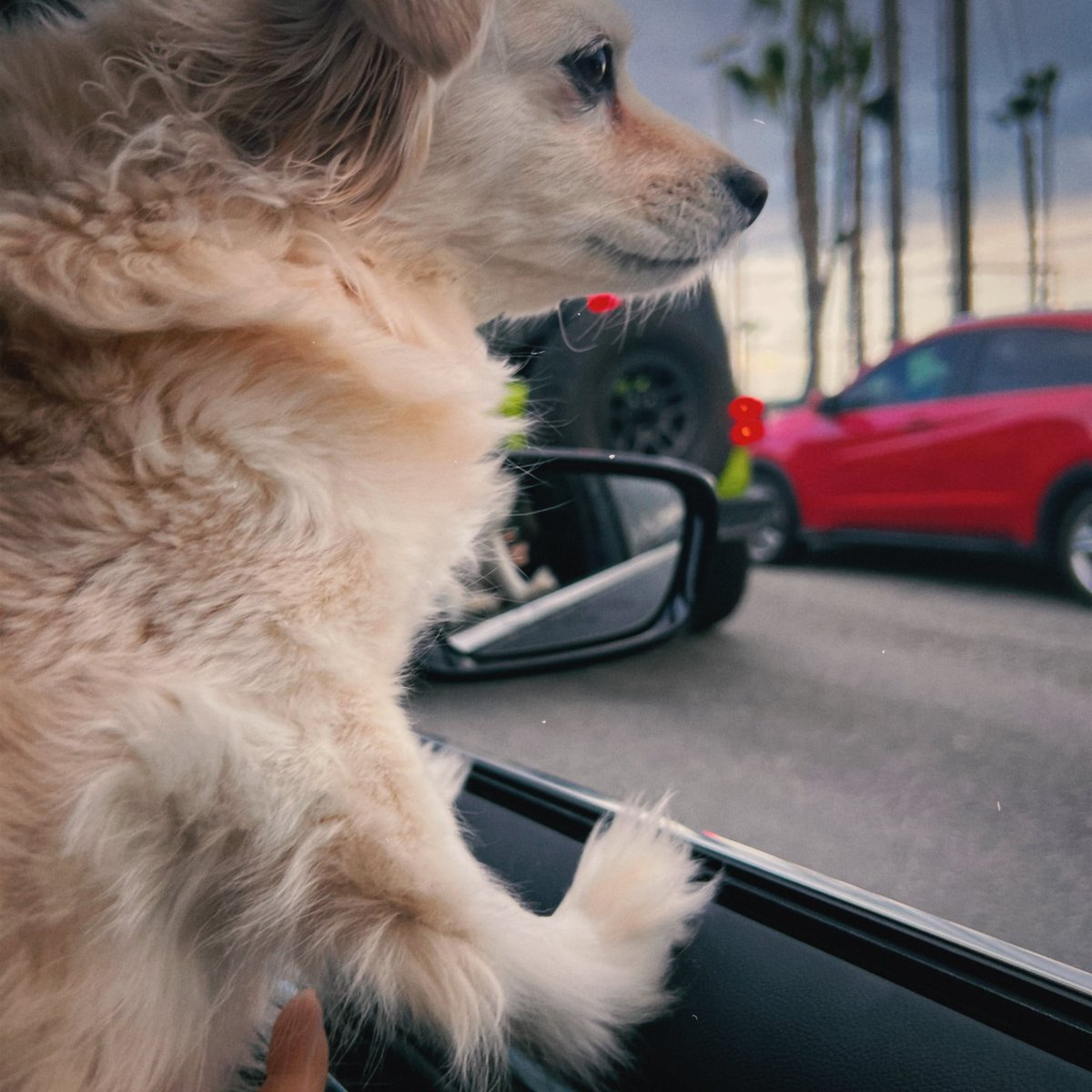 Millie and I both enjoy a good car ride now post foot surgery. @HamillFurballs