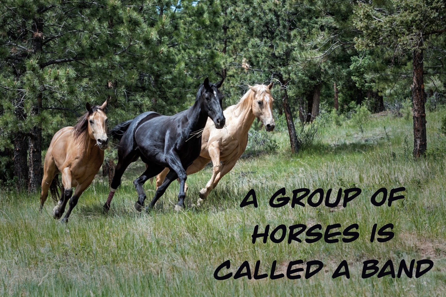 Moore Animal Hospital on Twitter "moore_animal_hospital moore_animal